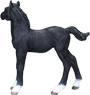 Hanoverian Foal Black